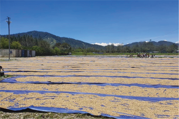 Papua New Guinea : wild and wildly classic coffees